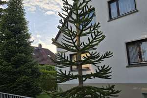 Zweifamilienhaus mit wunderschönem Garten, Doppelgarage und großem bebaubarem Grundstück – Die vollständige Adresse der Immobilie erhältst du vom Anbieter., 65817 Eppstein – Vorschaubild 4