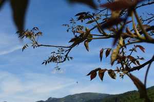 Seminarhaus mit traumhaften Belchenblick: 2-Familienhaus mit grossem Garten in Elbenschwand – Elbenschwander Ortsstraße 9, 79692 Lörrach (Kreis) – Vorschaubild 15