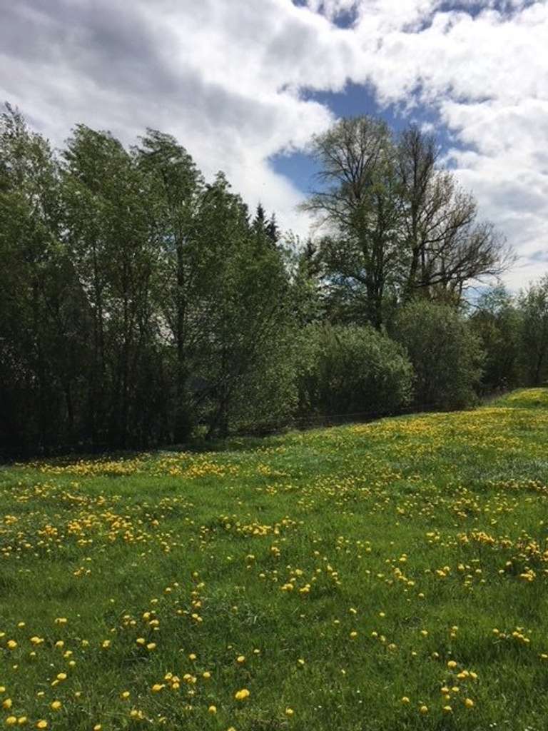 Immobilie in Lugau - MIT IHREN BESTEN FREUNDEN WAND AN WAND LEBEN UND IHRE KINDER GEMEINSAM AUFWACHSEN SEHEN!   - Bild 2
