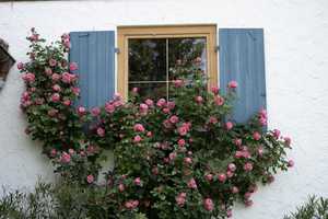 Großzügiges Wohlfühl-Haus mit wunderschönem Gartenidyll in Probstried – Oberallgäu (Kreis) – Vorschaubild 19
