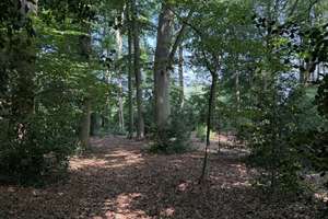 So sehen Träume aus! Imposante Villa auf  9.775 m² parkähnlichem Grundstück und eigenem Wald. – Amtsdamm 65, 27628 Hagen im Bremischen – Vorschaubild 12