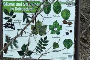Einladendes Einfamilienhaus mit viel Charme, in naturnaher Ortsrandlage von Nassau an der Lahn – Rhein-Lahn-Kreis – Vorschaubild 33