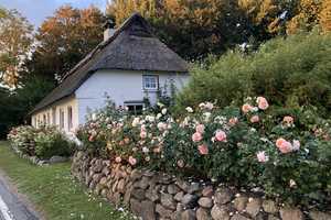 *Provisionsfrei* Traumhaftes Reetdachhaus & Gästehaus in Schlei- und Ostseenähe – Schleswig-Flensburg (Kreis) – Vorschaubild 2