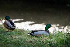 Property thumbnail 39