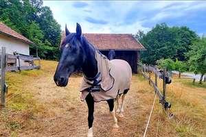 Pferdehof / Bauernhof mit 18.000 m2 nähe Tittling TOP LAGE an der B-85 – Die vollständige Adresse der Immobilie erhältst du vom Anbieter., 94163 Saldenburg – Vorschaubild 28