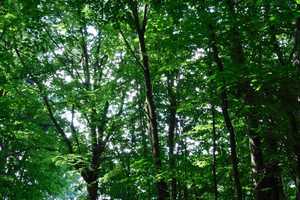 Traumhaftes Grundstück mit Bauernhaus, ca. 7 ha Wald, Teich und Nebengebäude – Parchim (Kreis) – Vorschaubild 33