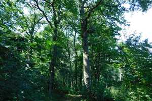Traumhaftes Grundstück mit Bauernhaus, ca. 7 ha Wald, Teich und Nebengebäude – Parchim (Kreis) – Vorschaubild 23