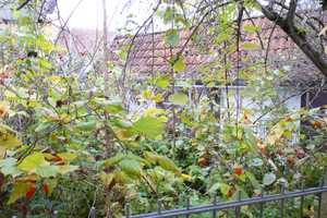 Hexenhaus mit Hof und Gärtchen, Preis ist verhandelbar !!  – Wiesbaden – Vorschaubild 28