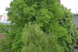 Property thumbnail 15