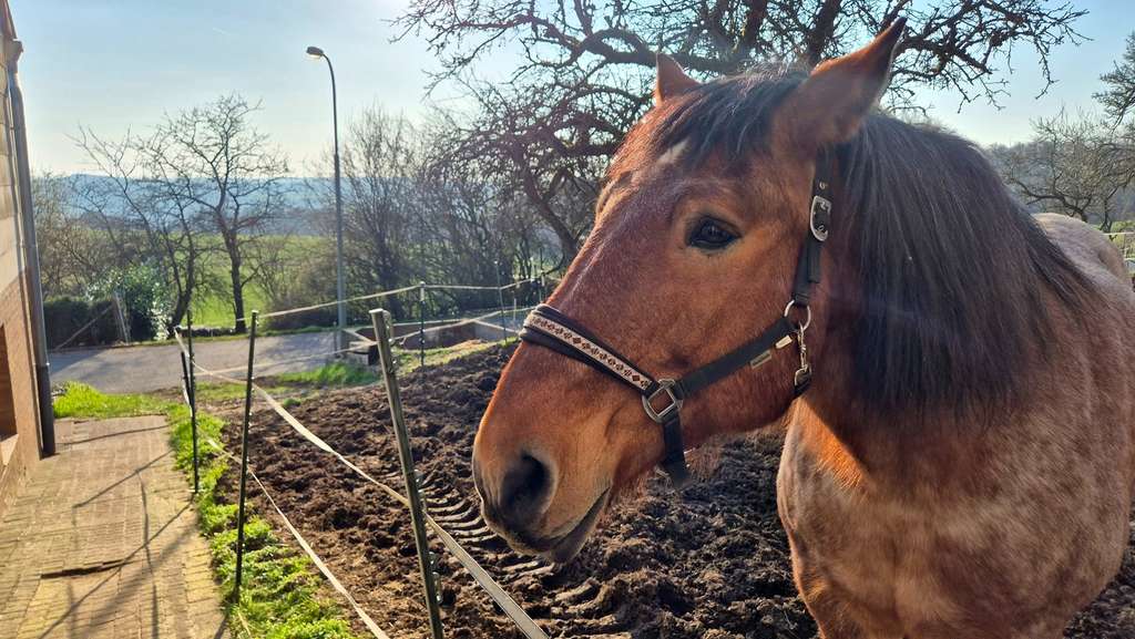 Immobilie in Schlüchtern - Idyllisches, großes Anwesen auch für Ihre Pferde! - Bild 1
