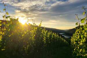 Oberste Hanglage mit Weitblick und Waldzugang: Repräsentatives freistehendes EFH – Mainz-Bingen (Kreis) – Vorschaubild 17