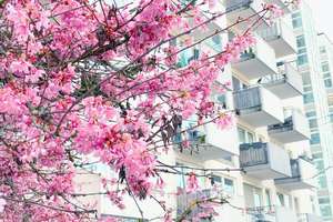 1 Zi.-Balkon-Whg. bei Luitpoldpark, Herzogstraße und Bonner Platz in Schwabing, renovierungsbereit – Die vollständige Adresse der Immobilie erhältst du vom Anbieter., 80796 Am Luitpoldpark, München – Vorschaubild 13