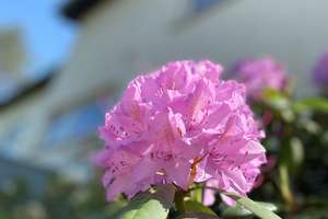 Mehrfamilienhaus in S-Degerloch zu verkaufen