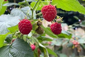 Property thumbnail 21