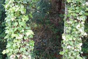 + Leben mit großem Gartenparadies in beliebter Lage Darmstadt-Arheilgen - Freistehend mit Garagen + – Darmstadt – Vorschaubild 8