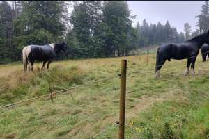 Pferdehof / Bauernhof mit 18.000 m2 nähe Tittling TOP LAGE an der B-85 – Die vollständige Adresse der Immobilie erhältst du vom Anbieter., 94163 Saldenburg – Vorschaubild 41