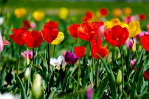 Frühlingsangebot zur individuellen Gestaltung mit Garten