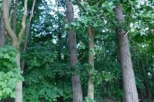 Traumhaftes Grundstück mit Bauernhaus, ca. 7 ha Wald, Teich und Nebengebäude – Parchim (Kreis) – Vorschaubild 35