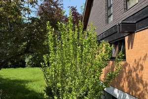 ST. AUGUSTIN NIEDERBERG, freist. EFH mit ELW, 8 Zimmer 258 m² Wfl. 2 Garagen, Keller, gr. 1.527 GrSt – Die vollständige Adresse der Immobilie erhältst du vom Anbieter., 53757 Sankt Augustin – Vorschaubild 7