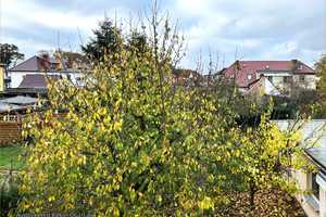BUSCH-IMMOBILIEN ~ Doppelhaushälfte - Garage - Generationswohnen! – Waldweg 1, 18273 Güstrow (Kreis) – Vorschaubild 30