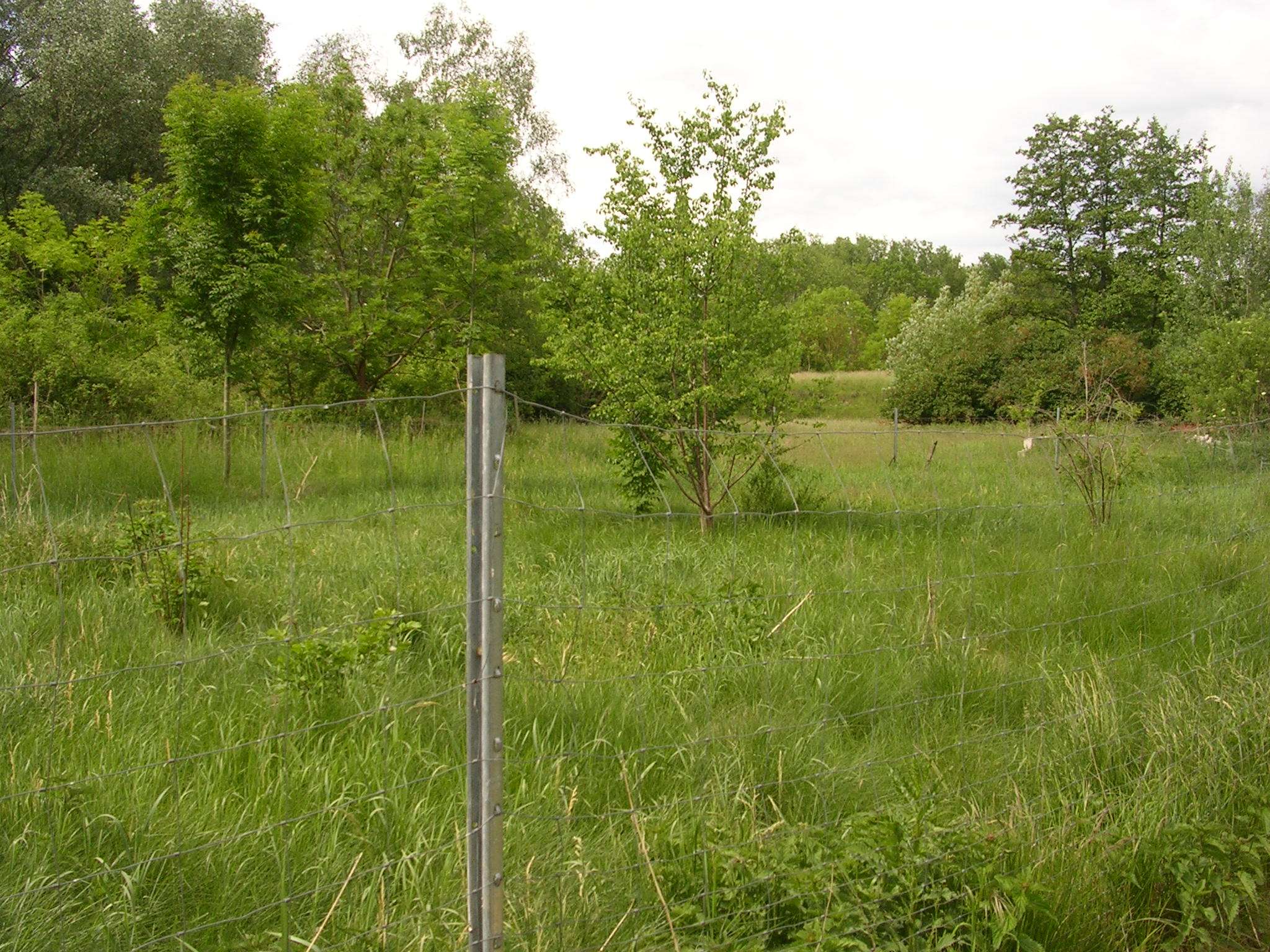 Baugrundstück mit Geschichte und positiver Bauvoranfrage!, Erfurt – Bild 3