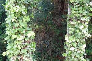 + Darmstadt-Arheilgen mit großem Gartenparadies - Freistehend mit Garagen und großem Garten + – Die vollständige Adresse der Immobilie erhältst du vom Anbieter., 64293 Darmstadt-Nord, Darmstadt – Vorschaubild 26