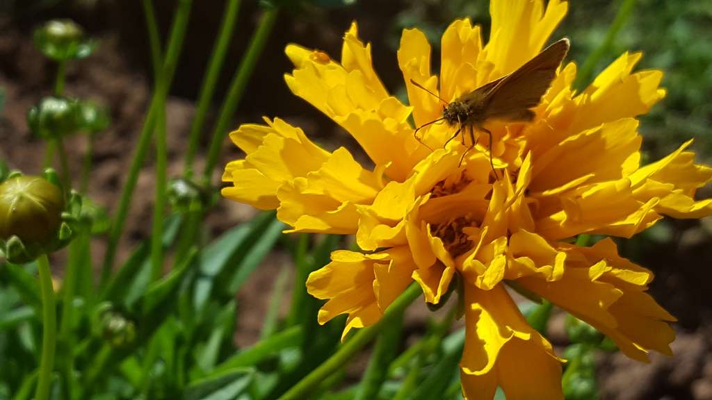 Immobilie in Otzberg - Exklusives Landhaus in Feldrandlage – Otzberg - Bild 4