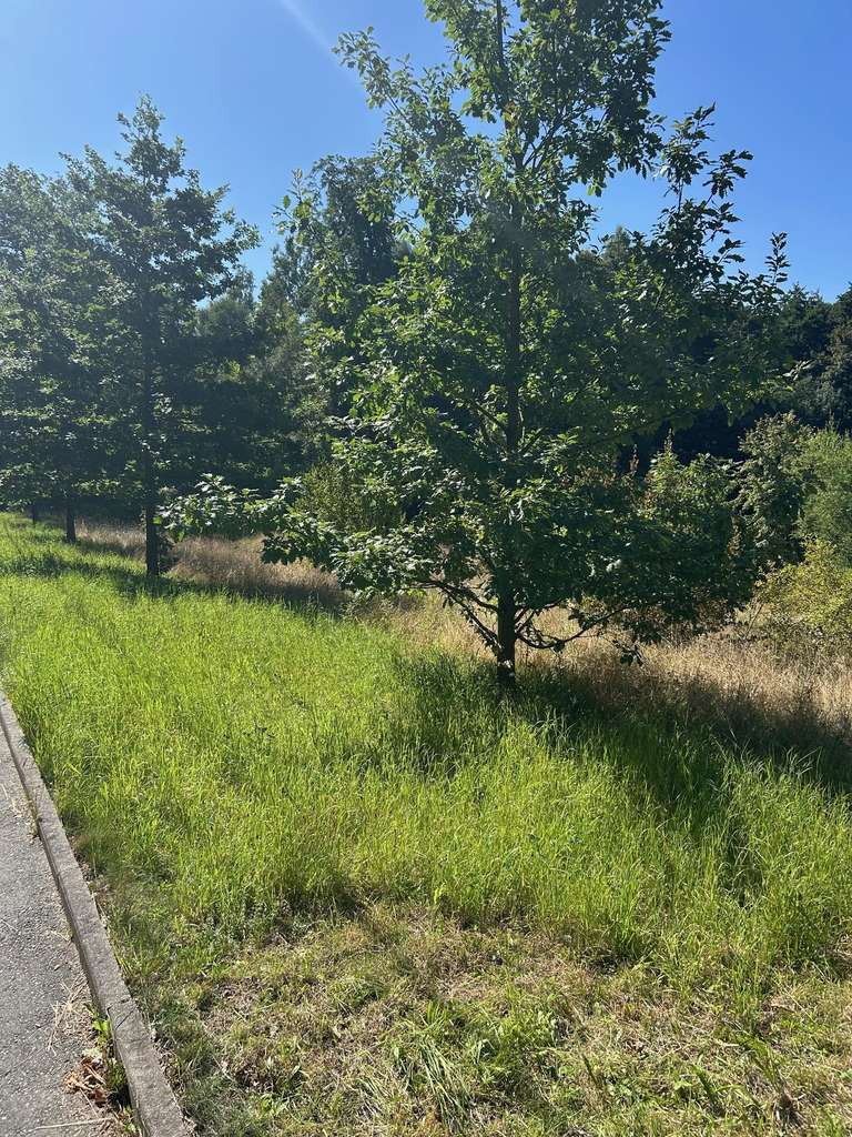 Immobilie in Zschopau - MACHEN SIE AUS IHREM TRAUM EIN ZUHAUSE FÜR IHR FAMILIENGLÜCK! TEL. 01714863595   - Bild 2