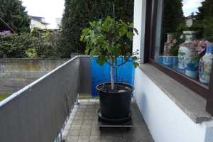 Property thumbnail 12
