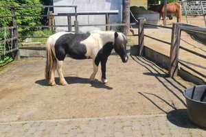 Einfamilienhaus mit Möglichkeit der Tierhaltung im Westerwald  – Westerwaldkreis – Vorschaubild 28