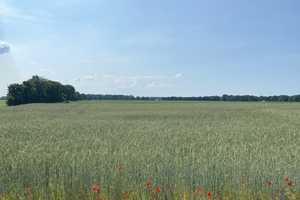 Wohnhaus im neuen Glanz – Gifhorn (Kreis) – Vorschaubild 4