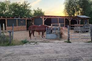 Familientraum mit Wellnessfaktor auf Pferdehof! Kamin • Sauna • Jacuzzi • Pool • Gästehaus – Die vollständige Adresse der Immobilie erhältst du vom Anbieter., 14624 Dallgow-Döberitz – Vorschaubild 30