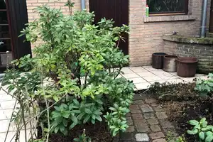 freistehendes Einfamilienhaus (inkl. EBK) auf ruhigem Sonnengrundstück – Berlin – Vorschaubild 22
