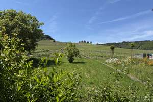 Natur pur - Großes EFH am Ortsrand - Nähe Trier und Luxemburg – Beim Weinskreuz 1, 54340 Leiwen – Vorschaubild 13