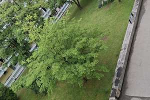KOMPLETT RENOVIERTES APP. MIT BALKON UND BLICK INS GRÜNE – Volkartstrasse 0, 80636 Dom Pedro, München – Vorschaubild 13