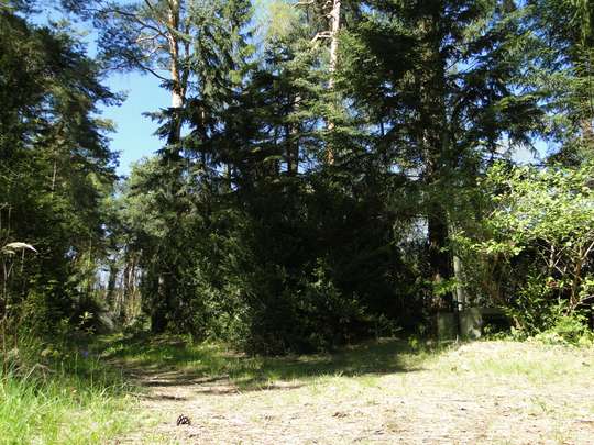 Massives Haus auf großem, bereits geteiltem Waldgrundstück, nahe Krüpelsee in Zernsdorf - Bild 4