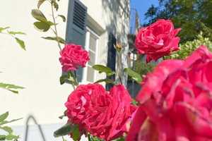Sanierte Landhausvilla - großes Grundstück – Wiesbaden – Vorschaubild 2
