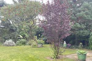 Eintreten und wohlfühlen, hübsches Einfamilienhaus mit zauberhaften Garten! – Buchenstraße 14, 6198 Bennstedt – Vorschaubild 50