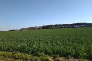 Gepflegtes und lichtdurchflutetes EFH´s mit Einliegerwohnung in sehr ruhiger Lage am Feldrand/Wald – Martinusstr. 43, 52379 Langerwehe – Vorschaubild 6