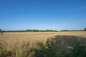 Charmantes Zweifamilienhaus am Feldrand in äußerst begehrter Lage! – Bad Doberan (Kreis) – Vorschaubild 24