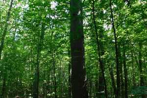 Traumhaftes Grundstück mit Bauernhaus, ca. 7 ha Wald, Teich und Nebengebäude – Parchim (Kreis) – Vorschaubild 31