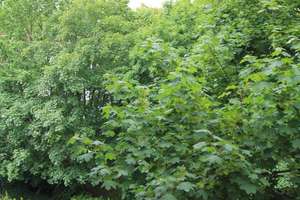 Nähe Volkspark - Top sanierte 3-Zimmer-Wohnung in Mainz-Weisenau – Die vollständige Adresse der Immobilie erhältst du vom Anbieter., 55130 Weisenau, Mainz – Vorschaubild 11