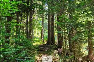 Einzigartiges Naturjuwel in den Allgäuer Alpen – anerkannte Alpe mit Wald- und Weideflächen – Die vollständige Adresse der Immobilie erhältst du vom Anbieter., 87538 Balderschwang – Vorschaubild 29