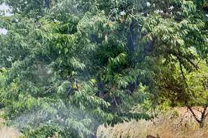 ebenerdiges 110 qm Einfamilienhaus in idyllischer Traumlage - Pferde- und Naturliebhaber aufgepasst – Salzlandkreis – Vorschaubild 13