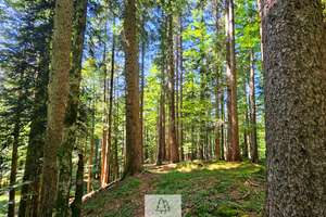 Einzigartiges Naturjuwel in den Allgäuer Alpen – anerkannte Alpe mit Wald- und Weideflächen – Die vollständige Adresse der Immobilie erhältst du vom Anbieter., 87538 Balderschwang – Vorschaubild 32