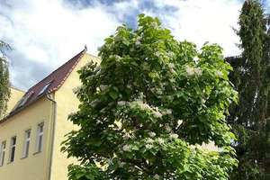 Schöne 2 Zi-WE mit Südbalkon, Vinyl, sep. Wohnküche mit Ebk, Wannenbad u. 1 STP im ruhigen Kröllwitz – Talstraße 26d, 6120 Kröllwitz, Halle (Saale) – Vorschaubild 2
