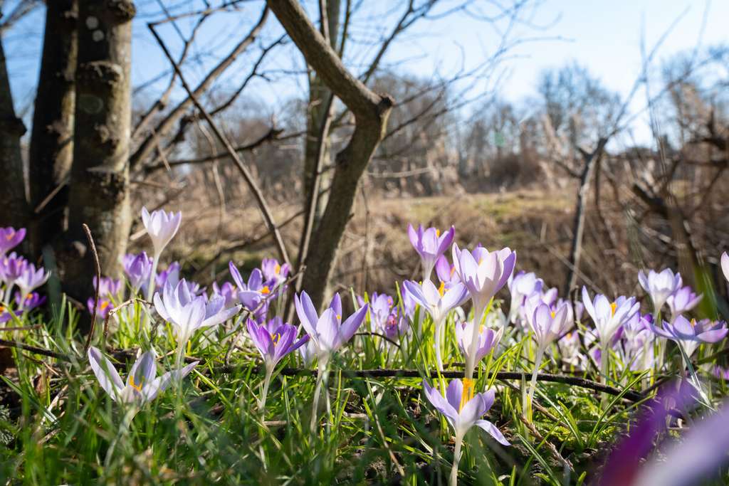 Immobilie in Büsum - Viel Platz für Familie & Ideen: Einfamilienhaus mit Einliegerwohnung - Bild 1