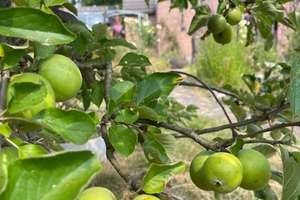 Seltene Gelegenheit – zwei attraktive Wohneinheiten, ein traumhafter Garten und vielfältige Nutzungs – 44357 Bodelschwingh, Dortmund – Vorschaubild 36