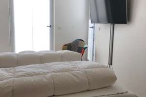 *Provisionsfrei* Hochwertige 3-Zimmer-Wohnung mit Balkon im 2. OG in Warnemünde – Parkstrasse 46b, 18119 Seebad Warnemünde, Rostock – Vorschaubild 7