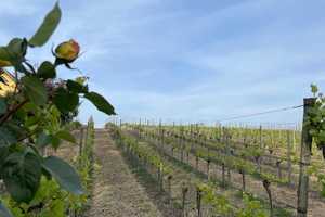 Wohnen am Weinberg – Am Weinberg 6, 14542 Potsdam-Mittelmark (Kreis) – Vorschaubild 4